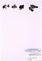 藏品(小海蘿)的圖片